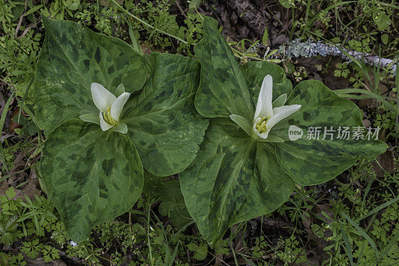 albidum，又名giant white wakerobin, white toadshade, sweet Trillium，是黑花科的一种开花植物。甜面包岭州立公园;加州索诺玛县的马亚卡玛斯山脉。